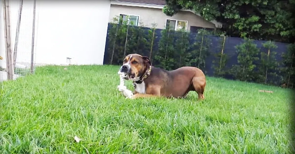 Abandoned Dog Is so Traumatized He Can''t Move nor Eat