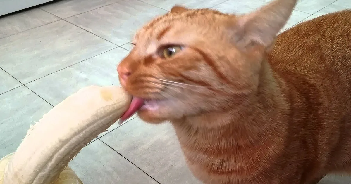 Watching This Cat Being Treated to His Favorite Fruit Makes Me Wish I Was Him