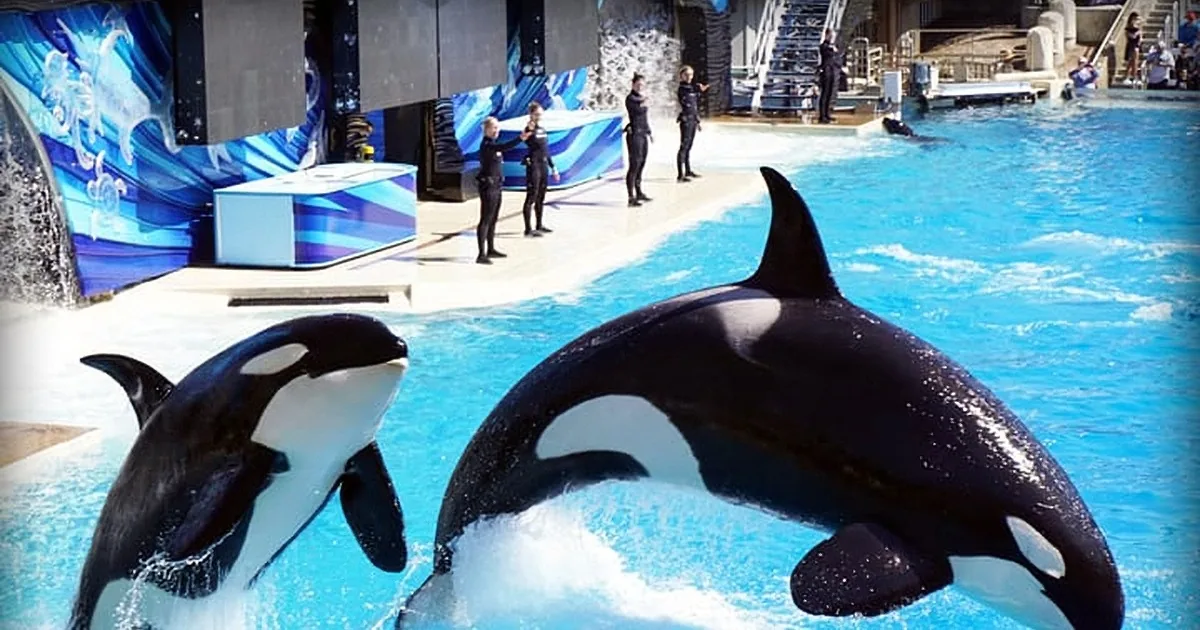 Rare Seaworld Footage Captures an Orca Doing Shocking Things