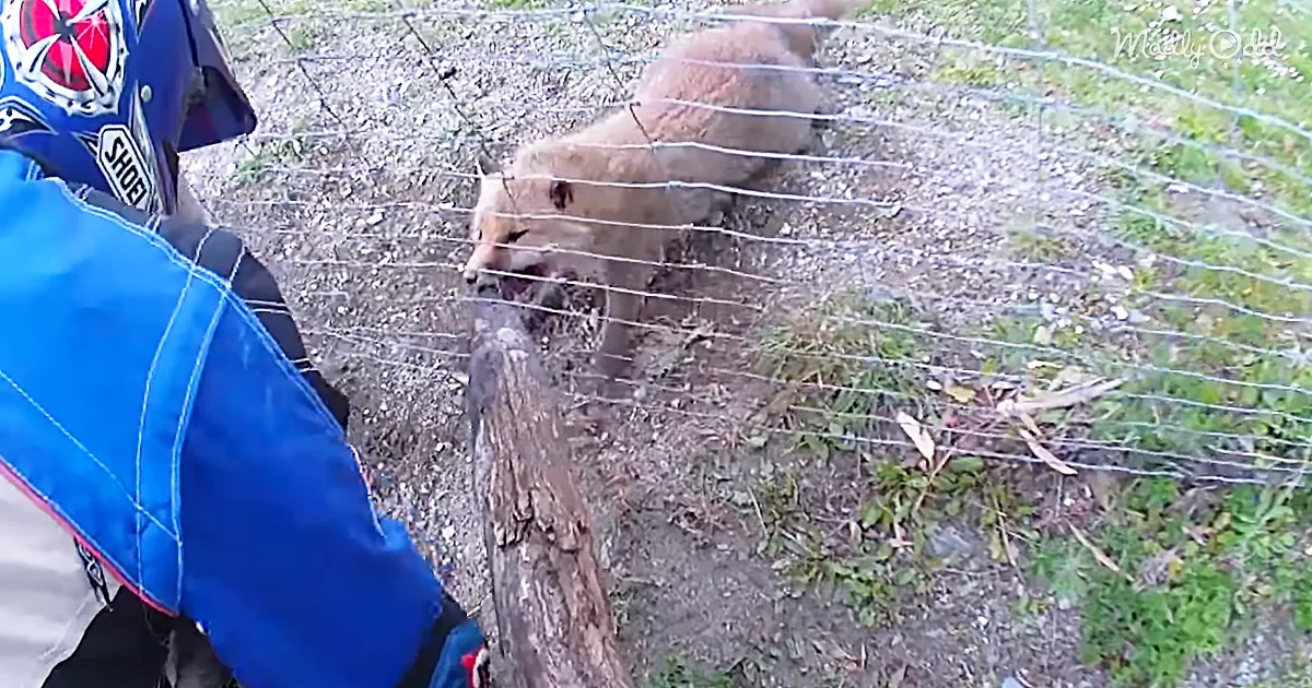 Motor X Bikers Stop on the Trail to Save a Fox Trapped in a Fence