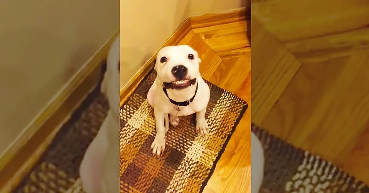 A white dog with a black collar stands on a wooden staircase, looking up with its mouth open.
