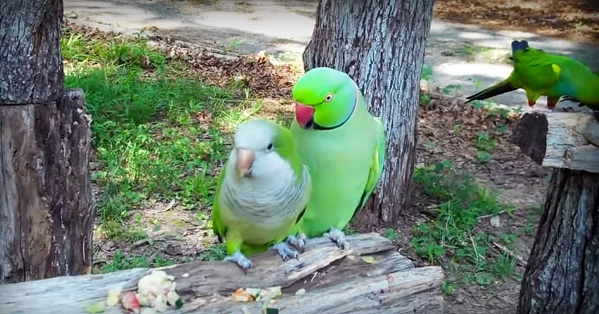 Parrot Flirts With Her Boyfriend and Then She Whispers Something Hysterical Into His Ear