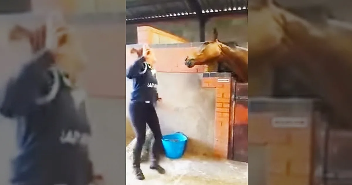 A person in a stable interacts with a horse, holding a bucket, while another horse stands nearby.