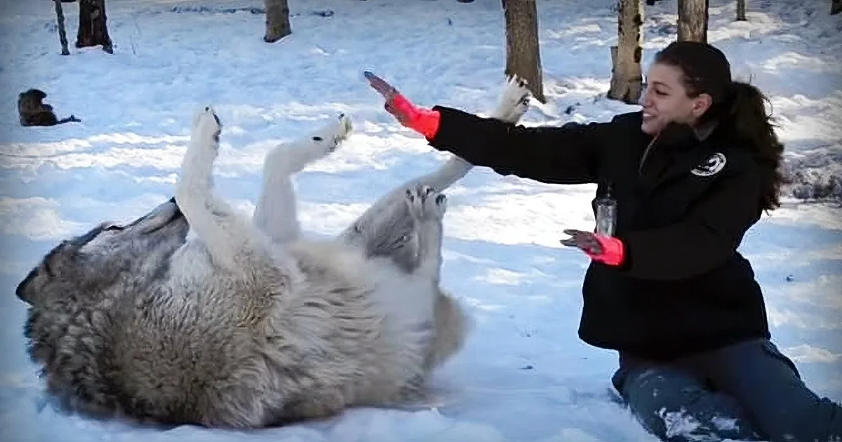 Watch This Woman Have an Amazing Cuddle Session With Her Giant Friend