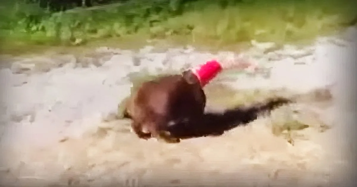 Cat Gets in Big Trouble and Is Saved by the Most Unlikely of Saviors.
