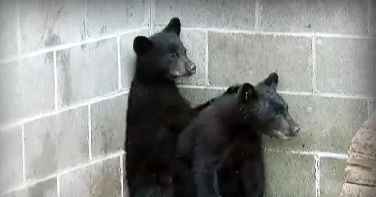 Two black bear cubs are sitting against a concrete wall, looking alert and curious.