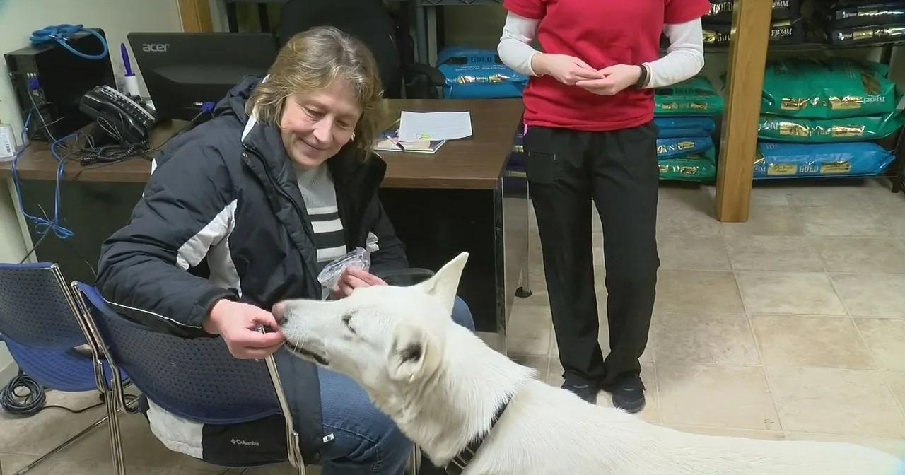Cop Finds a Freezing Dog Struggling to Survive. When He Is Taken to the Shelter...