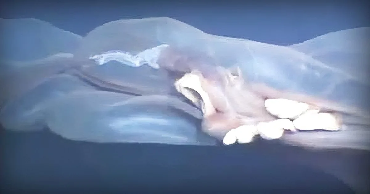 No One Seems to Be Able to Sleep After Seeing This Terrifying Deep- Sea Monster Caught on Video