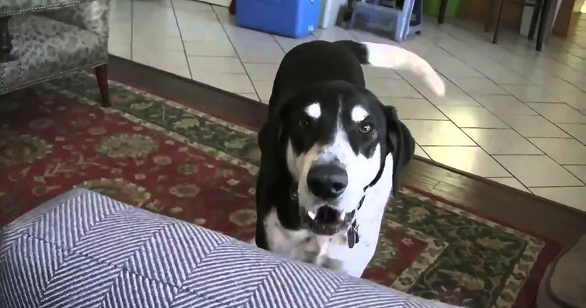 Dad Tells Dog He Bought a Kitten. Internet Can''t Stop Laughing at the Dog''s Response