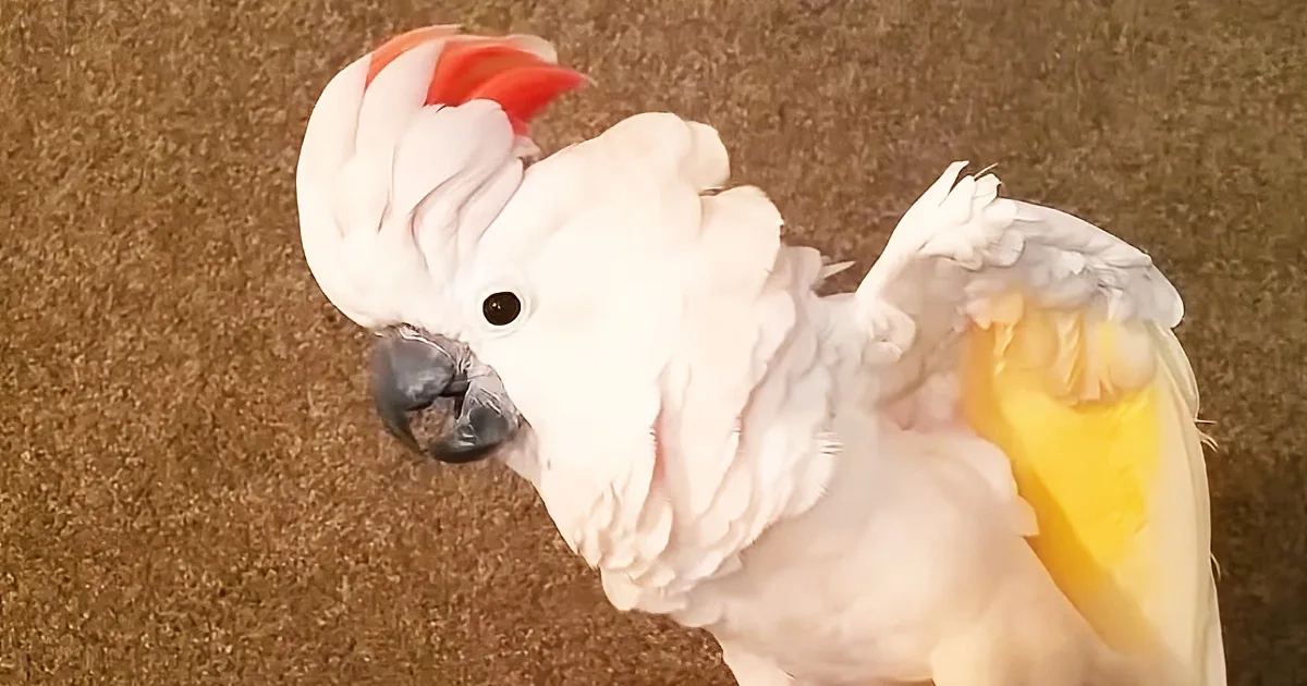 Angry Cockatoo Throws Priceless Expletive-Filled Tantrum When It''s Time to Go to Bed