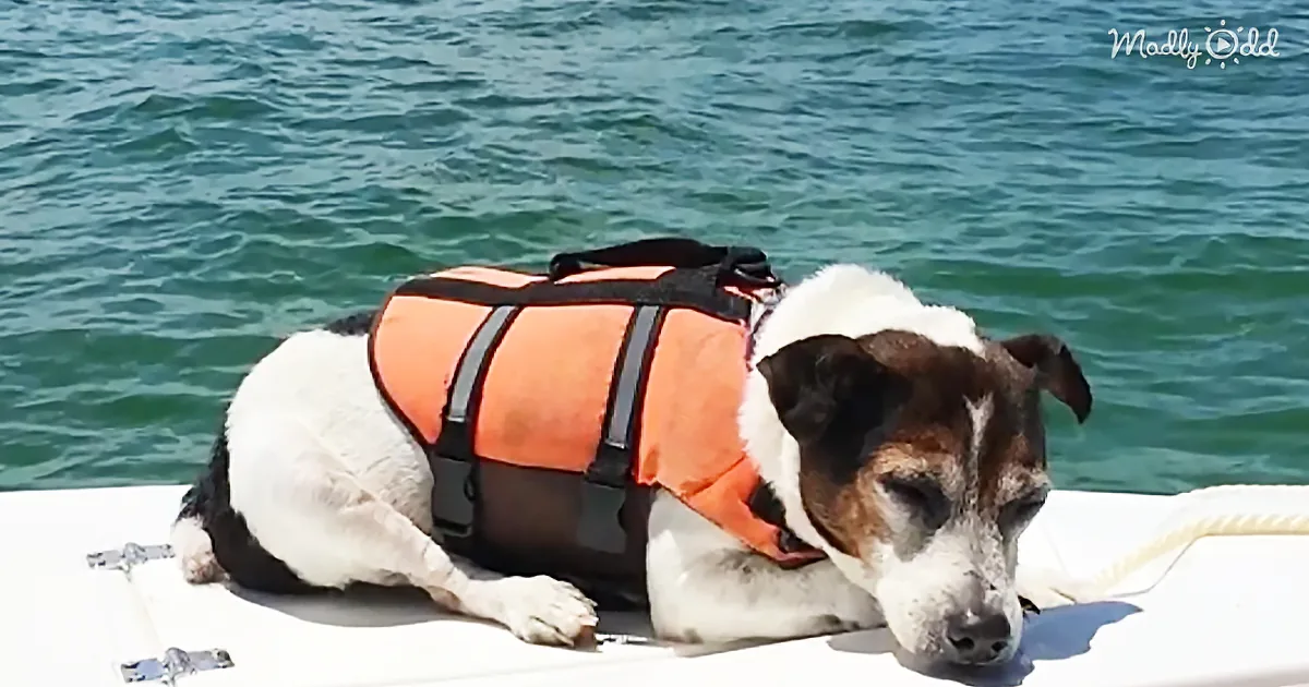 Birthday Sailing Jaunt Resulted in a Life Being Saved