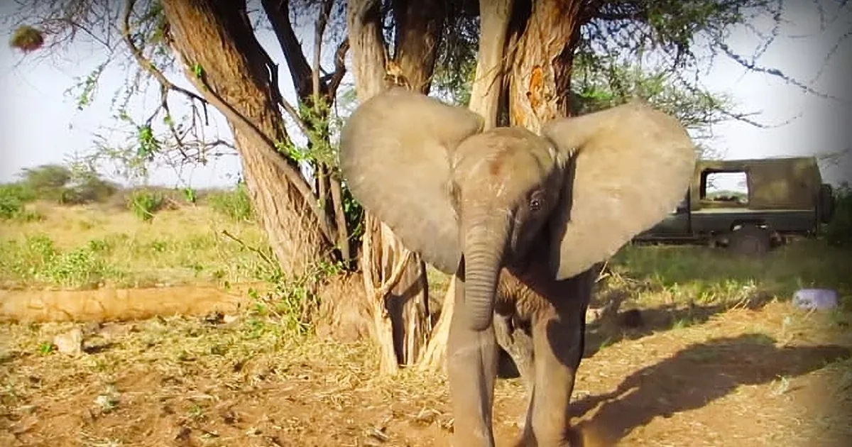 Wildlife Rangers Devise a Risky Plan to Reunite a Baby Elephant With His Herd