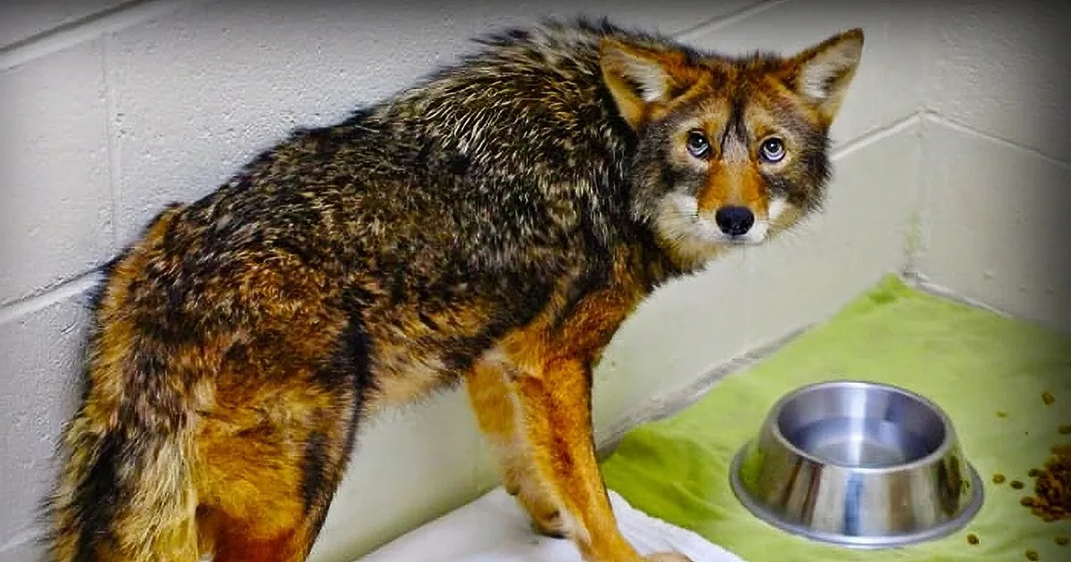 A coyote stands on a green mat with food bowls nearby, looking alert and curious.
