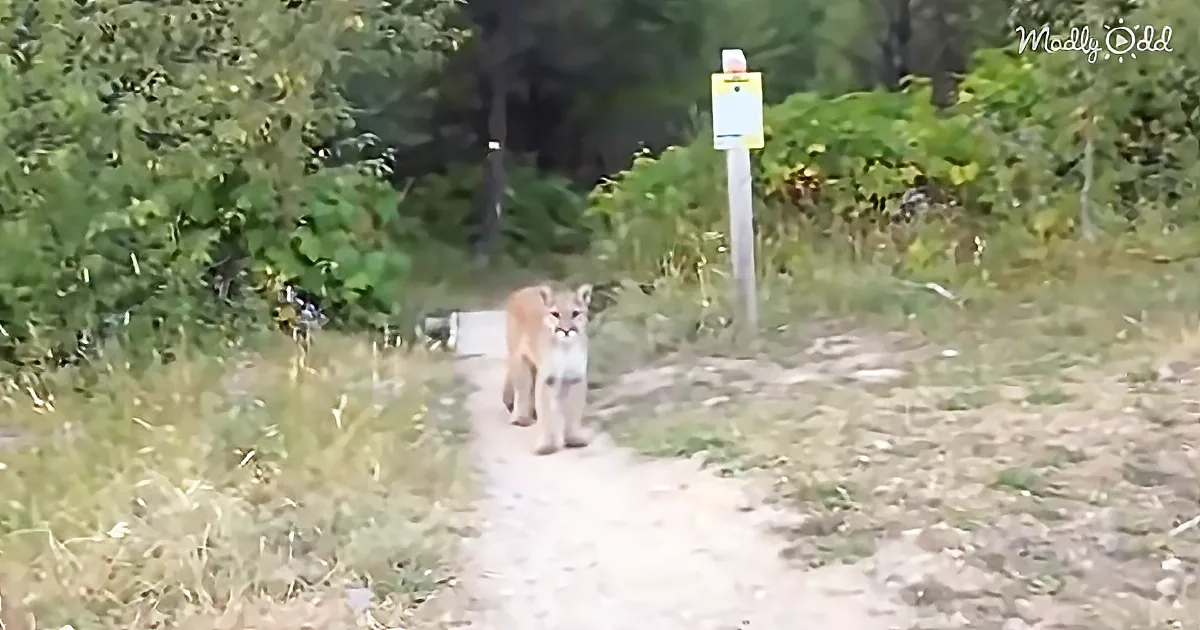 Guy Cycling Through the Forest Suddenly Finds Himself Being Stalked by a Mountain Lion