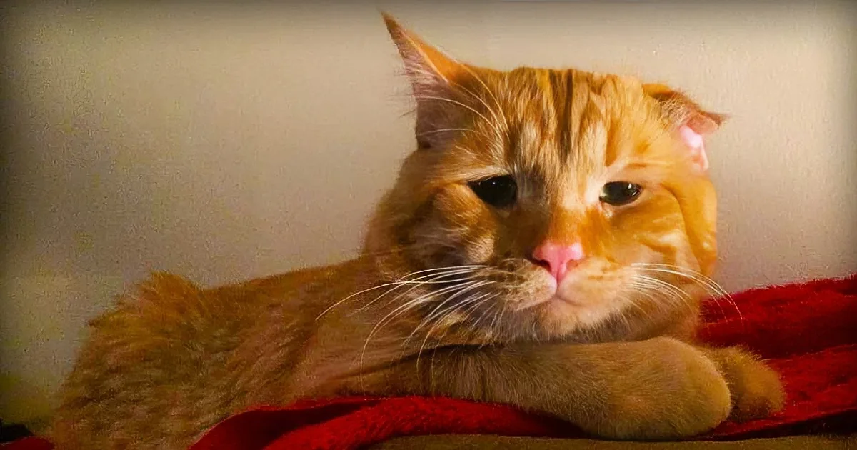 An orange tabby cat with a grumpy expression sits on a red blanket.