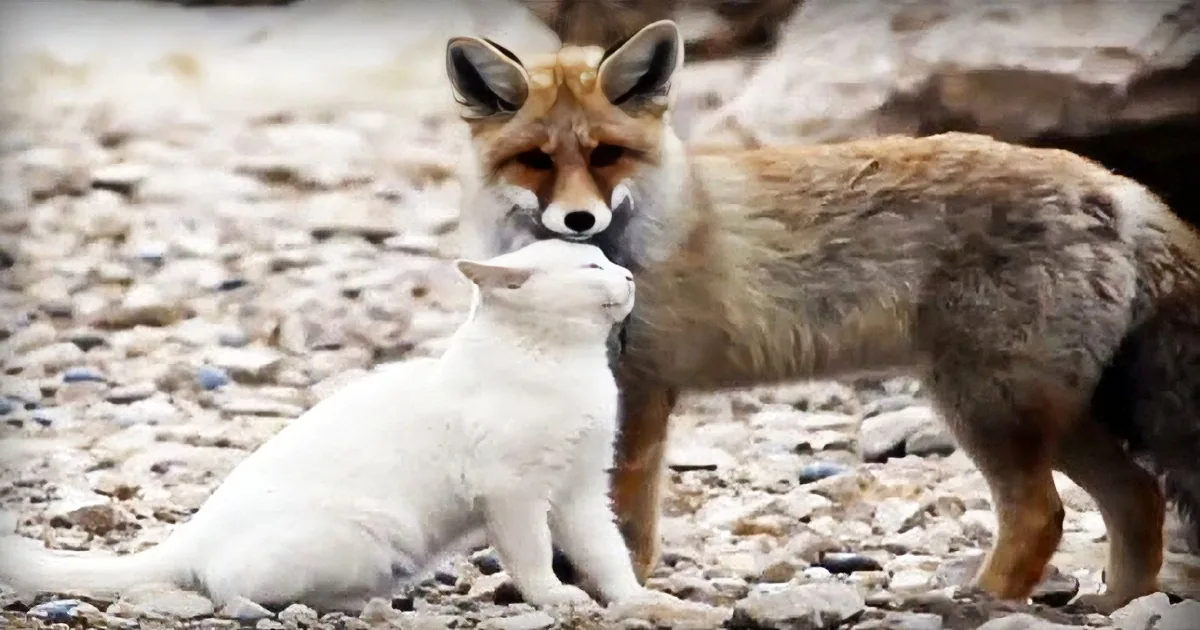 A fox and a white cat are interacting on a rocky surface, appearing to sniff or nuzzle each other.