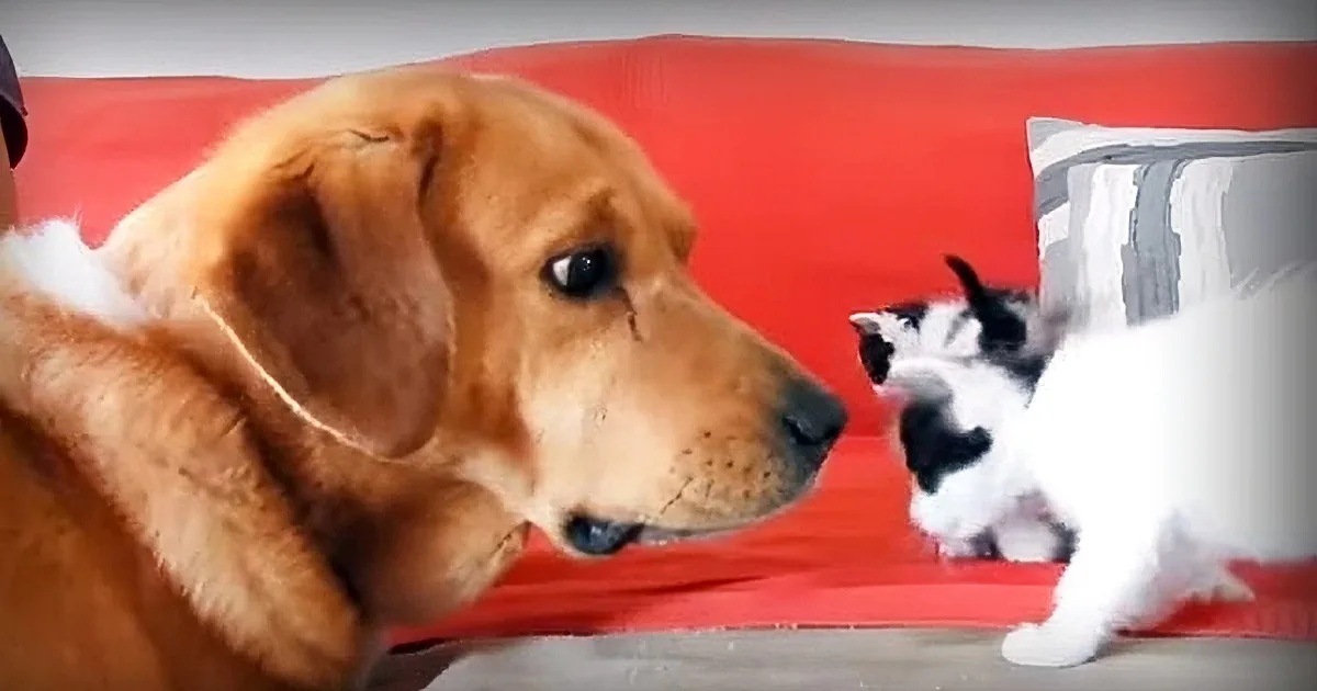 This Heroic Dog Has Become the Protector of Some Unlikely Victims