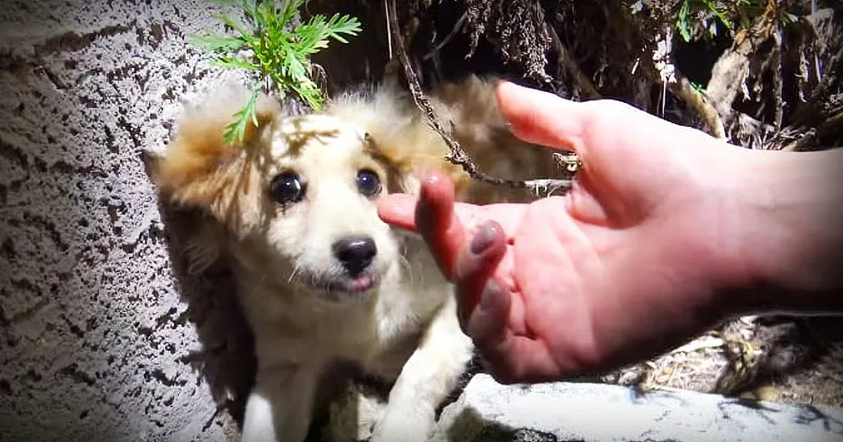 Puppy Given as a Gift Ends up Alone on the Streets. Owner Is Found and You Won''t Believe His Answer