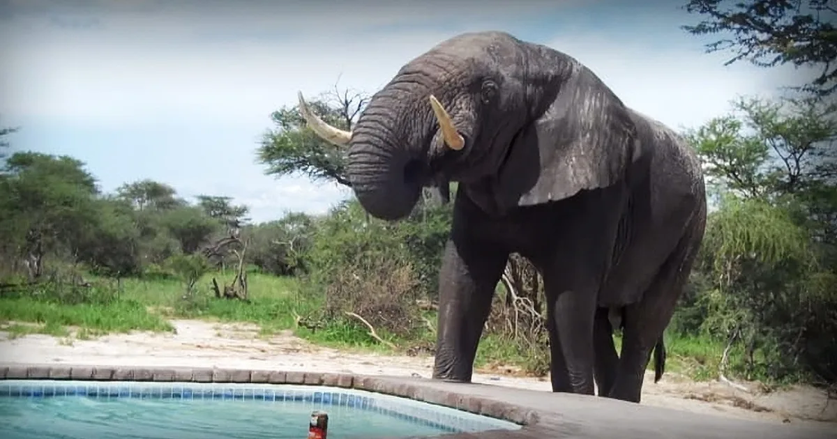 People Are Having Fun by the Pool When a Group of Big Fellows Decides to Crash This Party