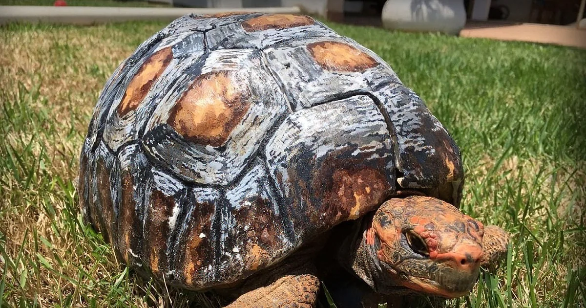 Tortoise Gets a Brand-New Shell After Surviving Forest Fire. You Won''t Believe How.