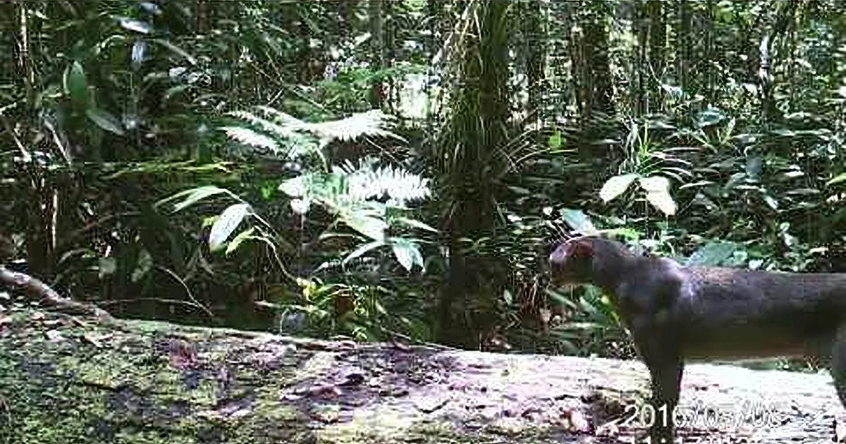 Jungle Creature Eludes Scientists for Decades. You Won''t Believe What He Looks Like