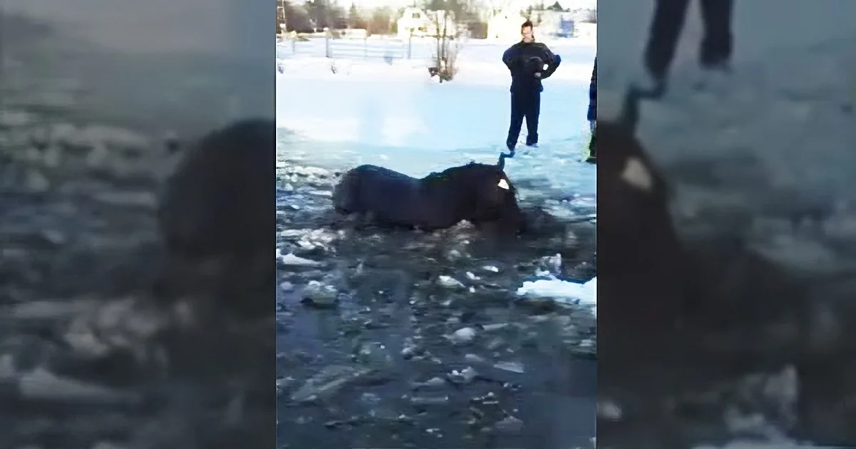 Rescuers Devise a Dangerous Plan to Save Two Horses Who Fell Through the Ice