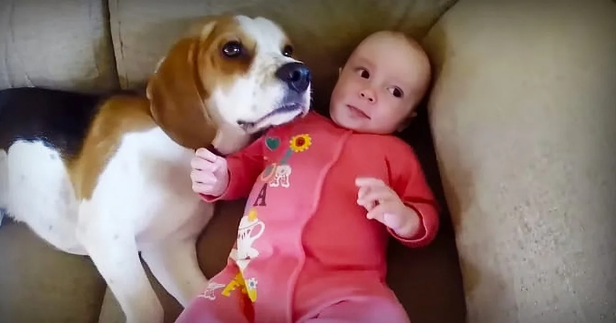 A beagle dog and a baby are lying together on a couch, both looking at the camera.