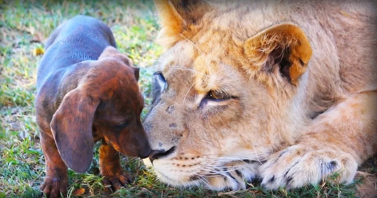 A lioness rests on grass, gently interacting with a puppy, showcasing a tender moment between species.