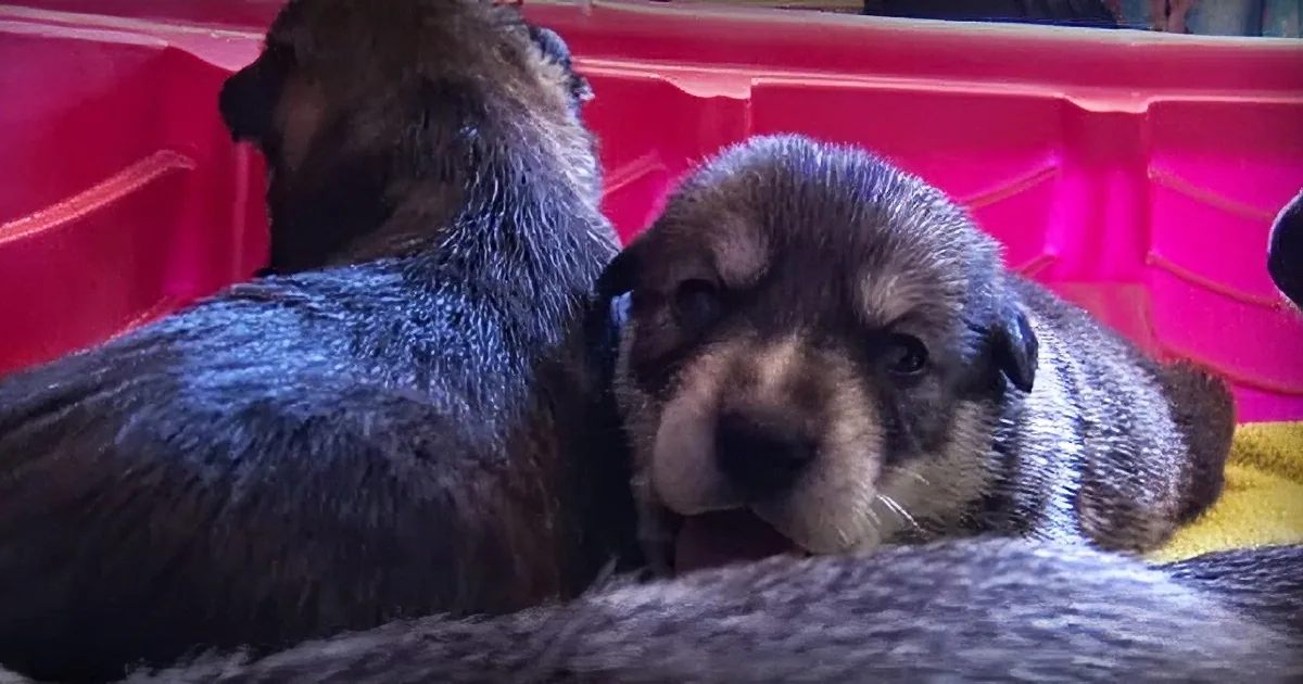 Stray Dog Waits as Rescuers Save Each One of Her Puppies. Will They Get Them All to Safety?