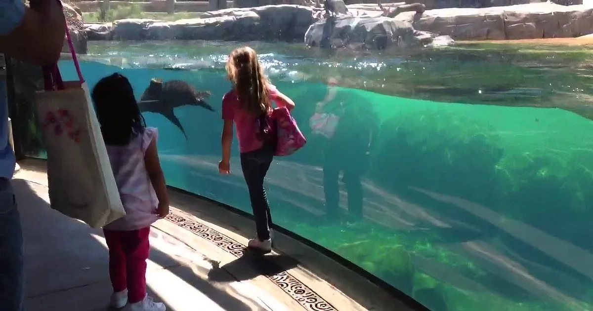 Children watch dolphins swim in a large aquarium tank at a zoo.