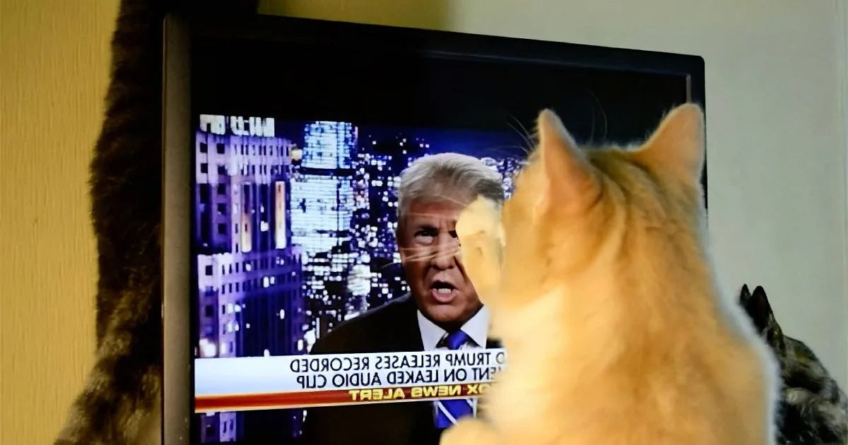 A cat watches a TV screen showing Donald Trump on a news broadcast.