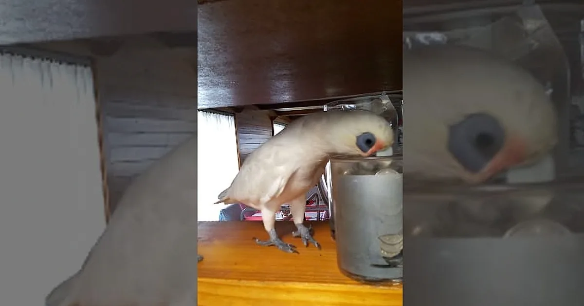 Mom Tells Her Cockatoo He Can''t Go Outside. the Bird Proceeds to Throw a Legendary Tantrum