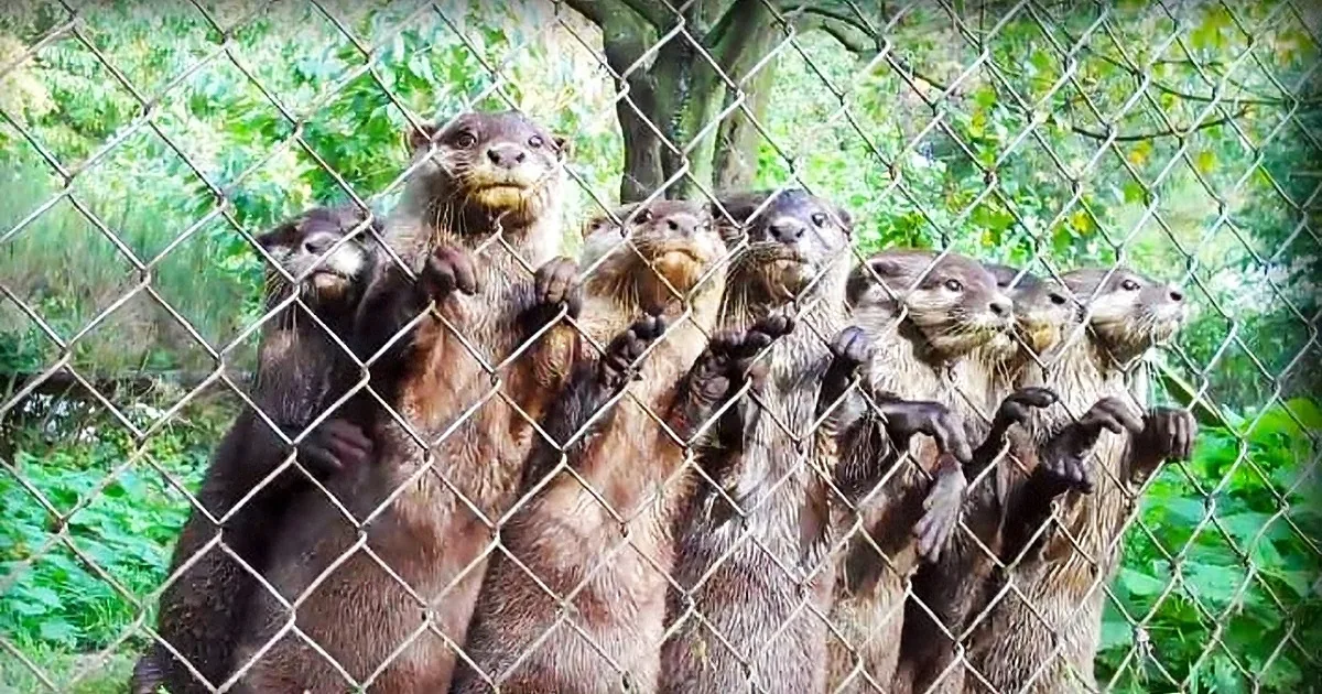 Whenever These Baby Otters Spot Their Favorite Human They Make the Most Ridiculously Cute Sound