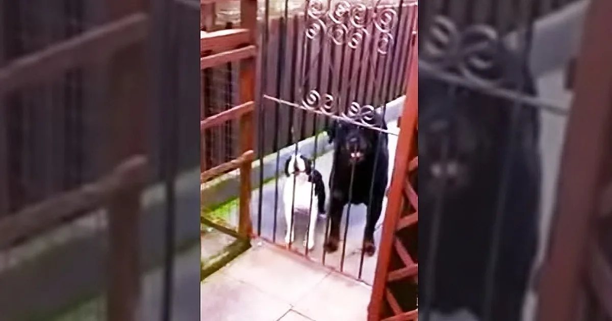 He Walks by These Two Dogs and Says Hello. Now Listen Closely to the Small One