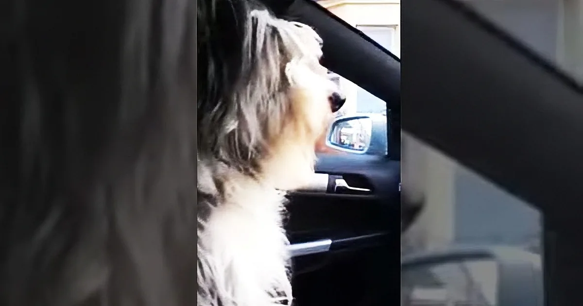 Nobody Believed Her About What Her Dog Does When She Hears She''s Going to Nana''s...