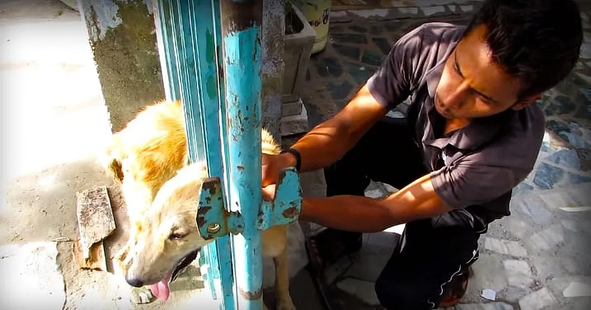 Desperately Howling for Help, a Trapped Dog Gets Freed From a Metal Gate