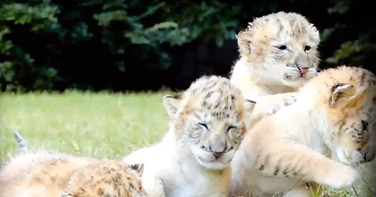 Cute snow leopard cubs playfully interact on a grassy field.