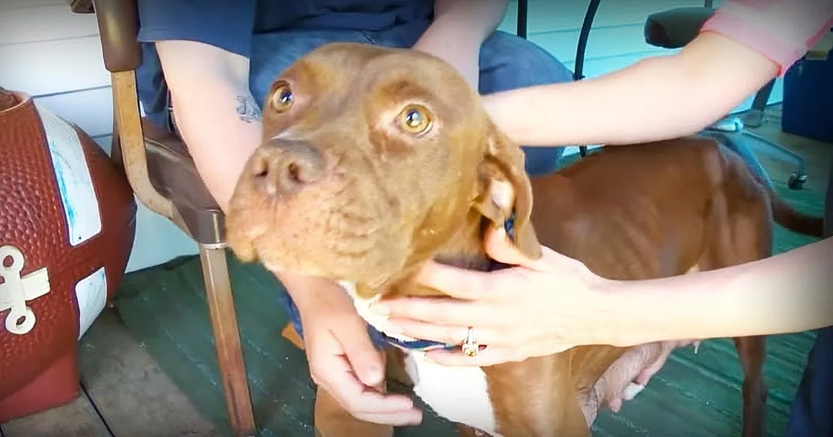 A brown dog with a tattooed arm person petting it, surrounded by people and a football.