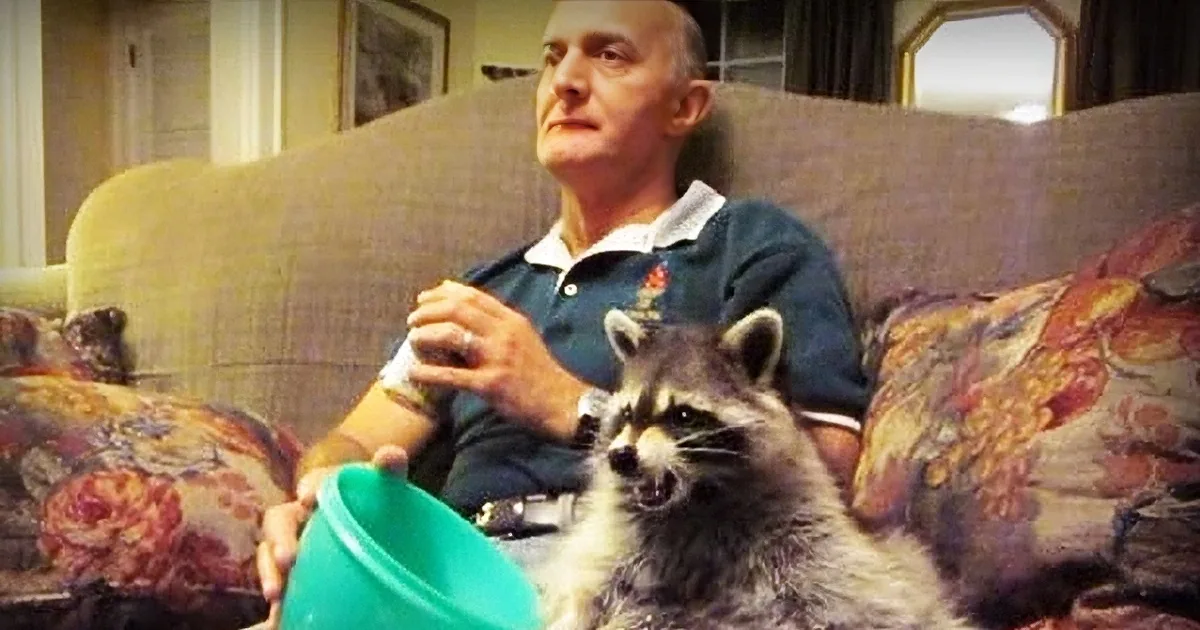 Man Who Rescues a Sick Baby Raccoon Gets the Best Reward