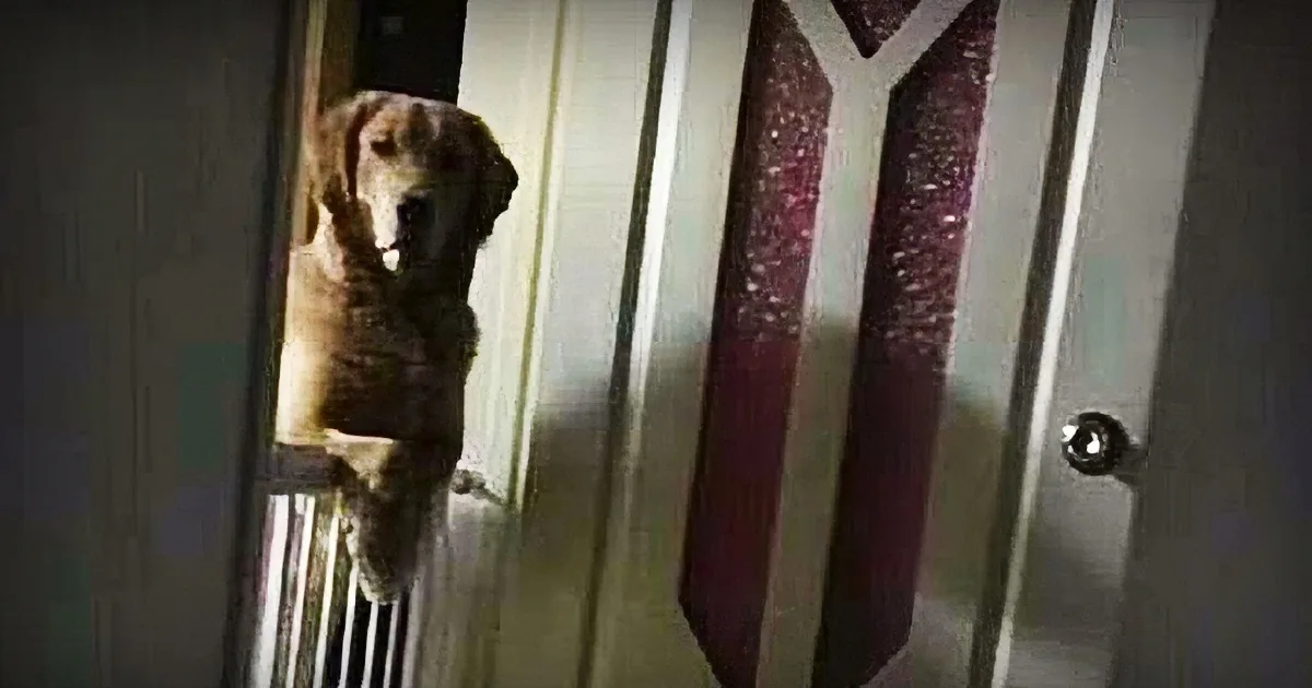 A golden retriever dog stands at a door, looking up, with a decorative wall hanging behind it.