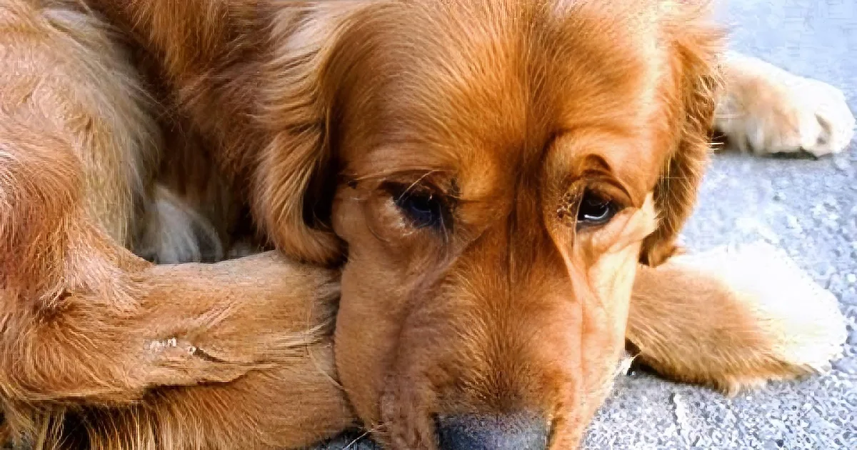 A golden retriever puppy with a sad expression lies on a concrete surface.