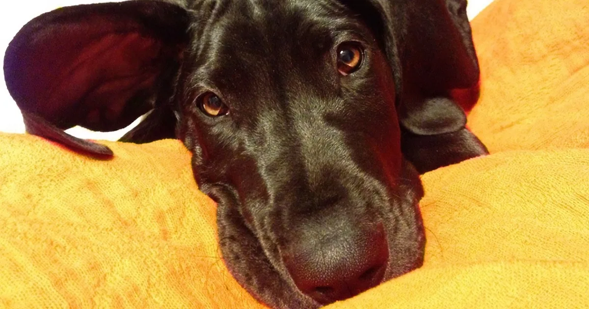 Daddy Tells His Sleepy Great Dane Puppy It''s Time to Go out. the Dog Proceeds to Throw a Hysterical Tantrum