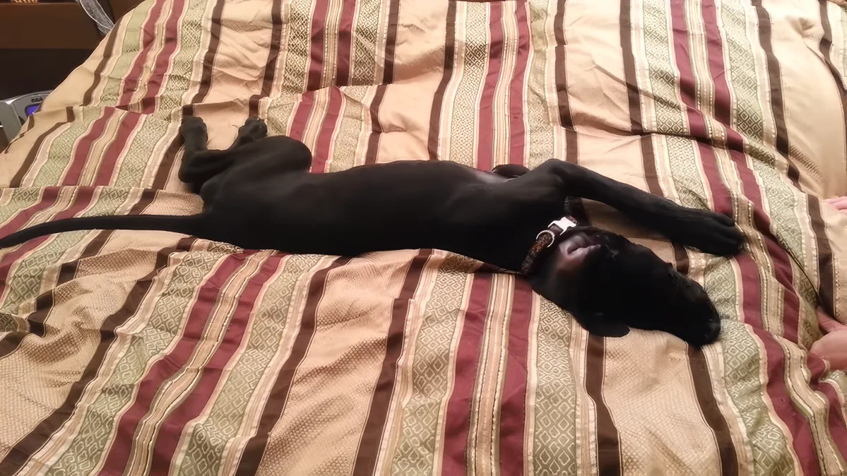 A black dog lies on its back on a striped bedspread, appearing relaxed and comfortable.