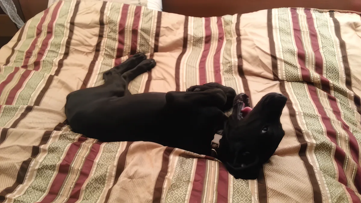 A black dog lies on its back on a striped bedspread, mouth open, appearing relaxed.