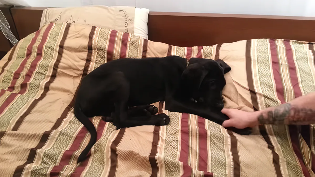 A black dog lies on a striped bed, reaching out with its paw towards a hand with a tattoo.
