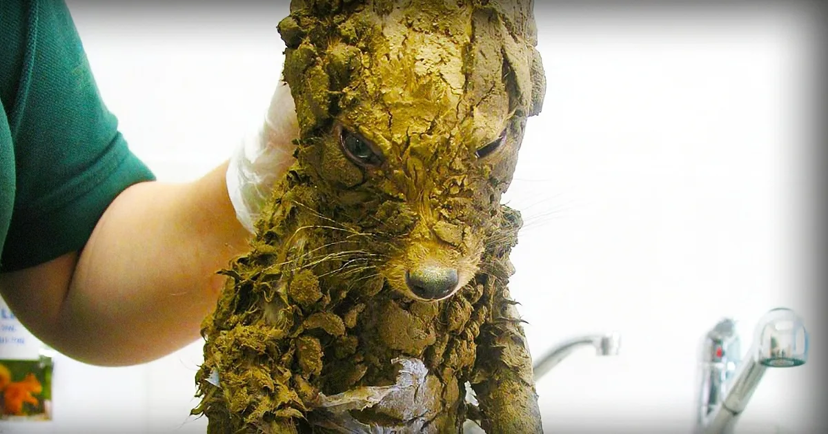 A person in a green shirt holds a fox head covered in mud and debris.