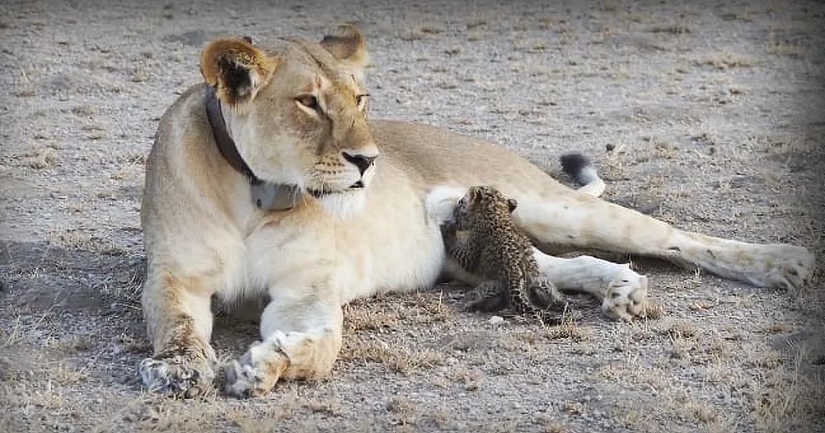 Rare Footage of Lioness Defies Science When She Is Seen Nursing an Orphaned Leopard Cub