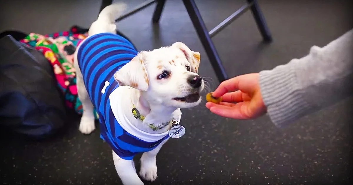 Deaf Girl and Her New Puppy Share the Most Incredible Bond