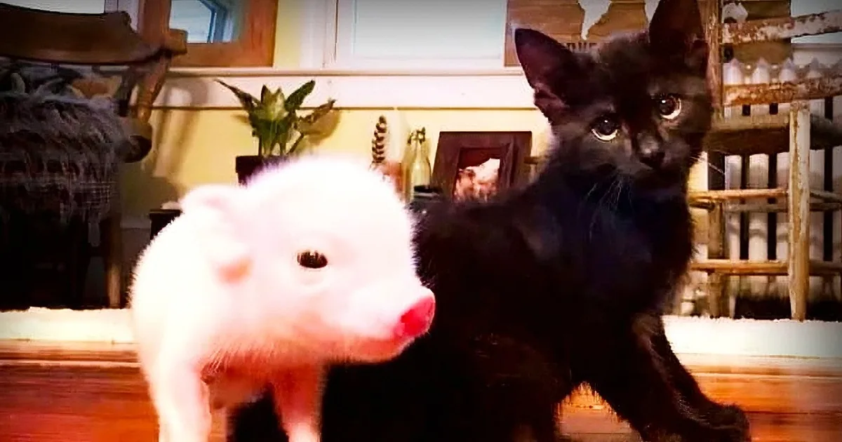 Kitten Starts Having a Horrible Seizure, Watch What One Orphaned Piglet Does