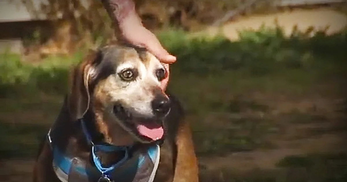 Watch This Dog''s Reunion With the Owner He Hasn''t Seen in 2 Years. How Will He React to His Voice?